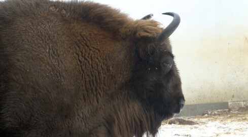 Policzyli żubry. Liczba robi wrażenie - grafika