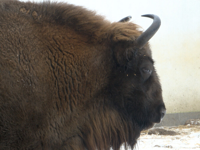 Policzyli żubry. Liczba robi wrażenie - grafika