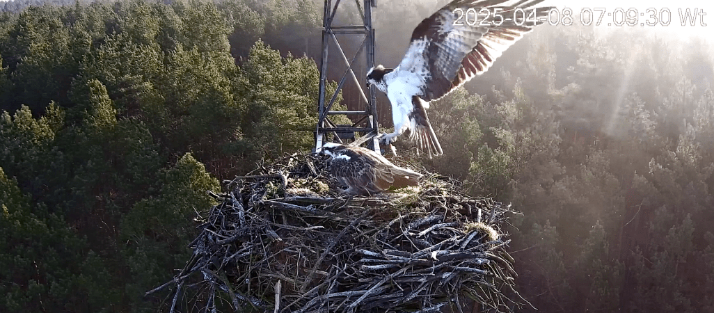 Lipek i Lipka już są razem