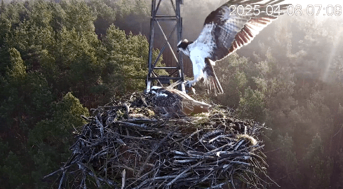 Lipek i Lipka już są razem - grafika