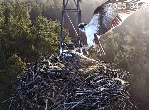 Lipek i Lipka już są razem - grafika