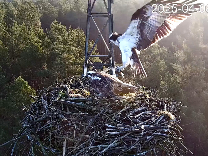 Lipek i Lipka już są razem - grafika