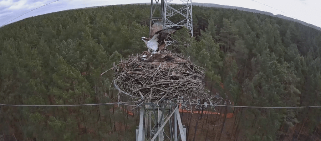 Rybołowie love story