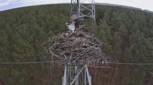 Rybołowie love story - grafika