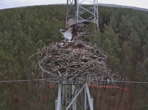 Rybołowie love story - grafika