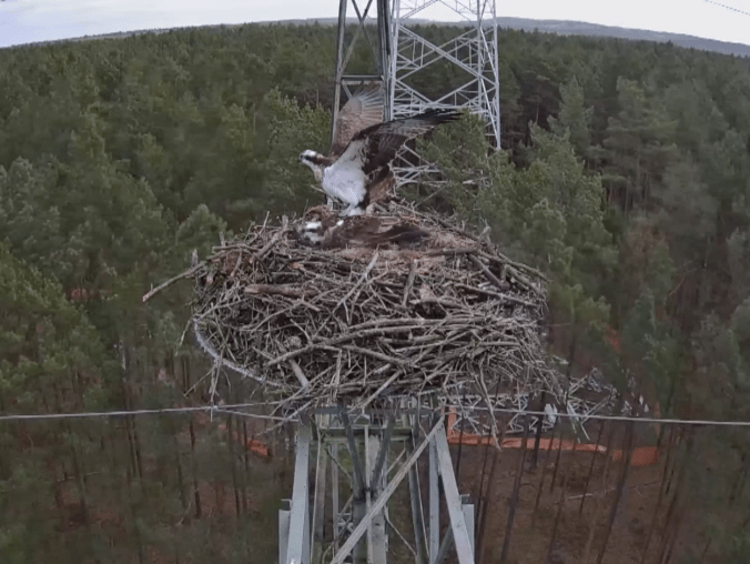 Rybołowie love story - grafika