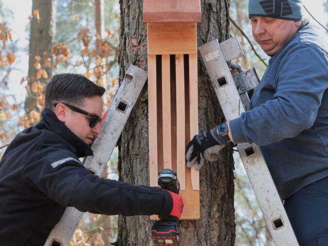 W lesie pojawiły się budki dla mopków i nocków - grafika