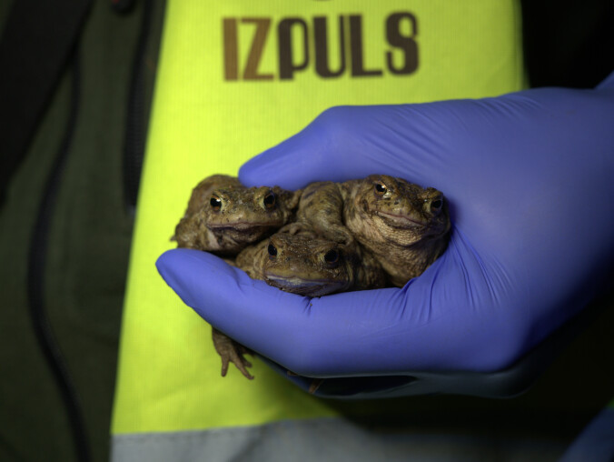 #PatrzPodNogi - płazy i gady budzą się do życia, a fałszywa wiosn - grafika