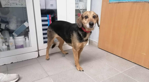 Przerzucili tę suczkę przez... płot schroniska - grafika