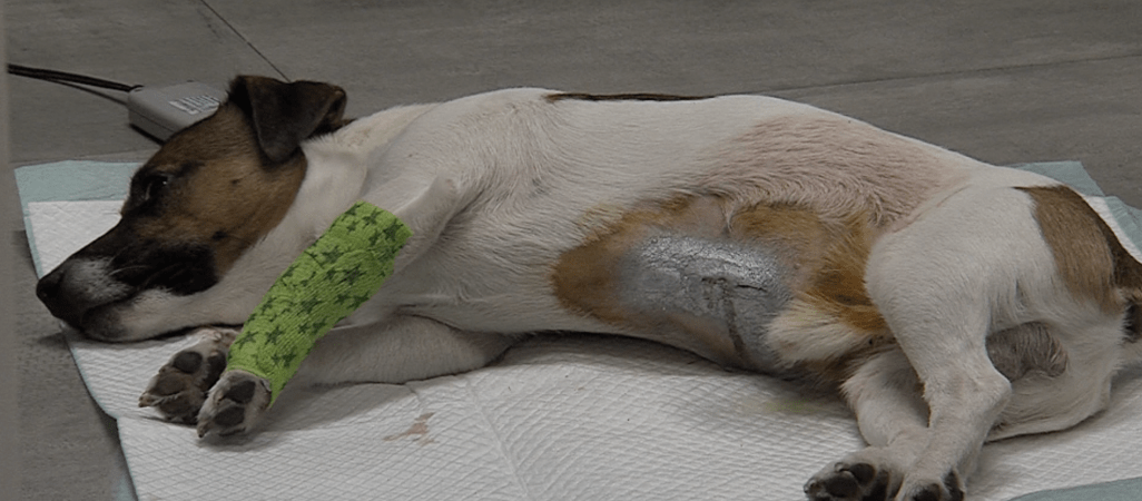 Roczny pies cudem uniknął śmierci