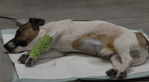 Roczny pies cudem uniknął śmierci - grafika