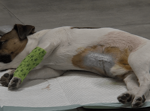 Roczny pies cudem uniknął śmierci - grafika