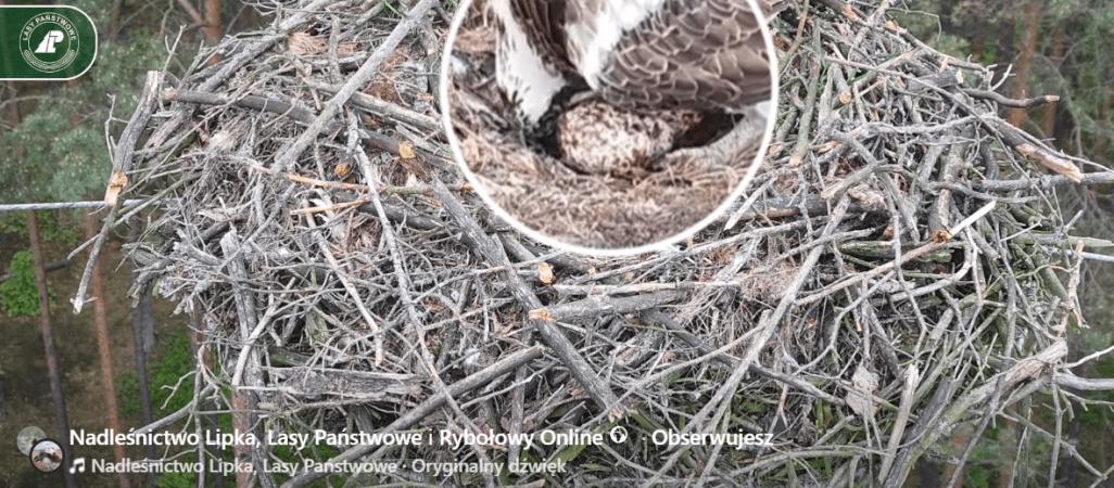 Pierwszy lipecki rybołów już się wykluł z jajka - VIDEO