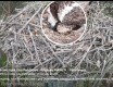Pierwszy lipecki rybołów już się wykluł z jajka - VIDEO - grafika
