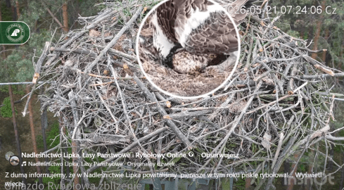 Pierwszy lipecki rybołów już się wykluł z jajka - VIDEO - grafika