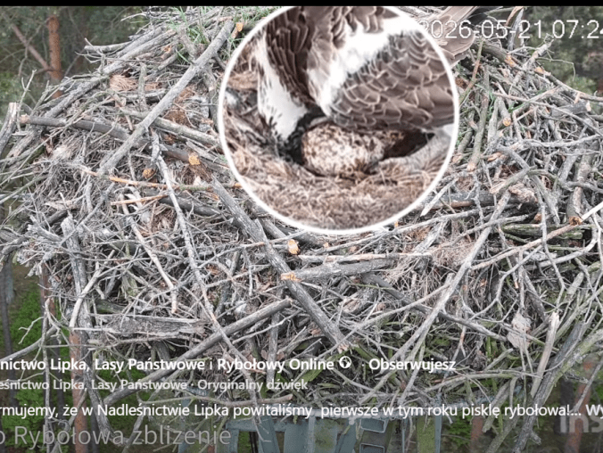 Pierwszy lipecki rybołów już się wykluł z jajka - VIDEO - grafika