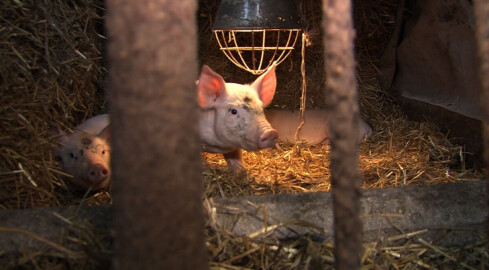 Setki padłych zwierząt w jednym z gospodarstw - grafika