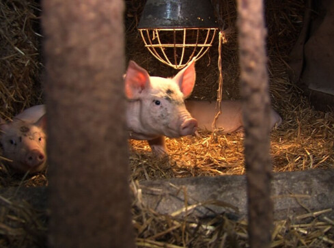 Setki padłych zwierząt w jednym z gospodarstw - grafika