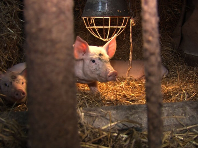 Setki padłych zwierząt w jednym z gospodarstw - grafika