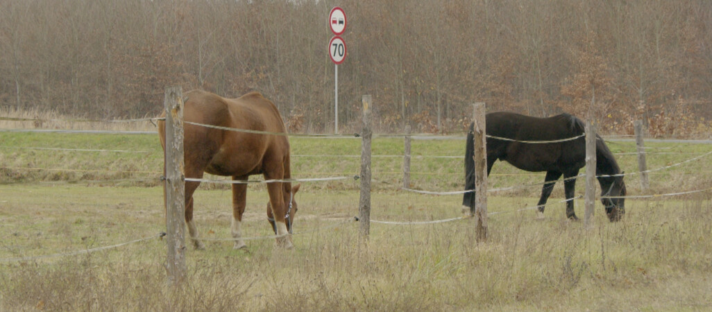 Koń na drodze. Jak wyprzedzić?