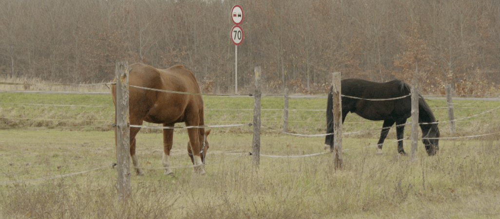 Koń na drodze. Jak wyprzedzić?