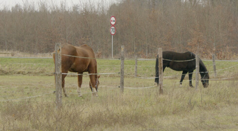 Koń na drodze. Jak wyprzedzić? - grafika