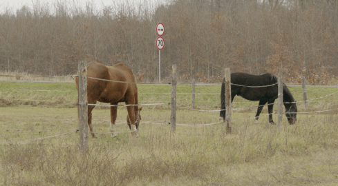 Koń na drodze. Jak wyprzedzić? - grafika