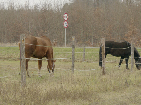 Koń na drodze. Jak wyprzedzić? - grafika