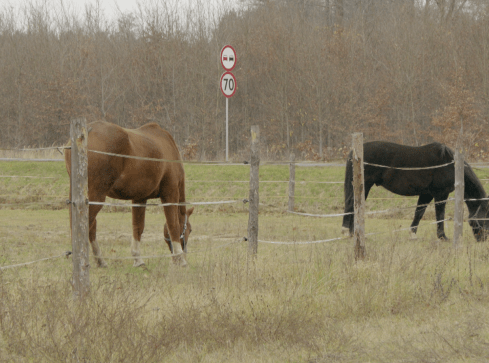 Koń na drodze. Jak wyprzedzić? - grafika