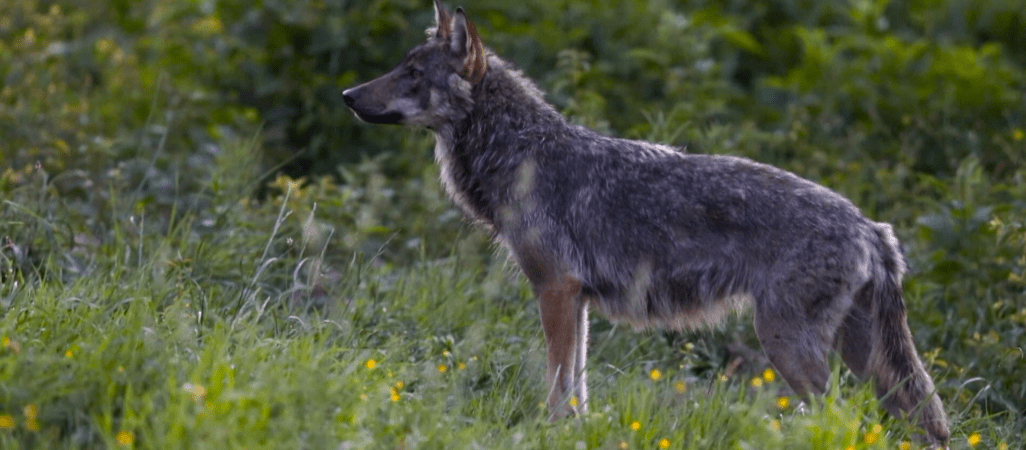 Wilk syty i owca cała? Między ścisłą ochroną a koniecznością regulacji