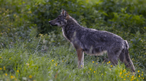 Wilk syty i owca cała? Między ścisłą ochroną a koniecznością r - grafika