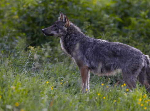 Wilk syty i owca cała? Między ścisłą ochroną a koniecznością r - grafika