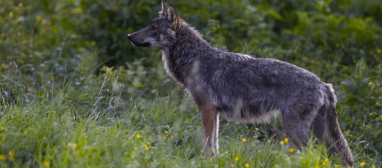 Przejdź do artykułu na Asta24.