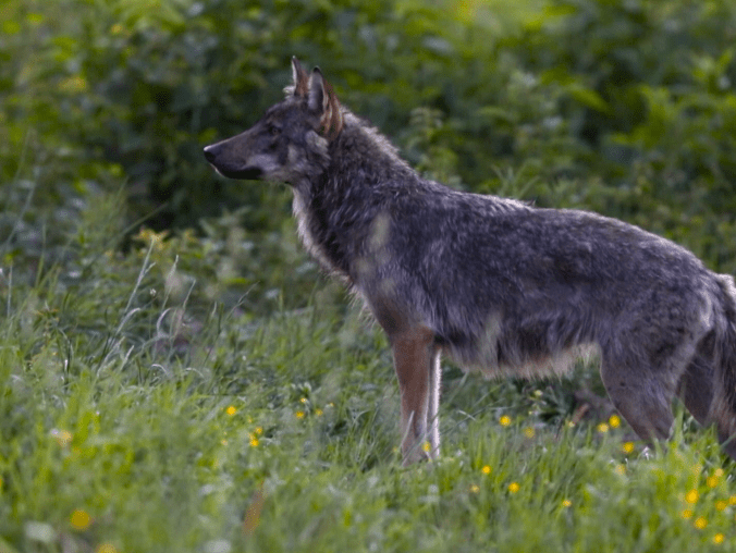 Wilk syty i owca cała? Między ścisłą ochroną a koniecznością r - grafika
