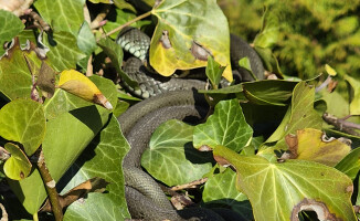 Zaskrońce z Trzcianki rozpoczęły okres godowy