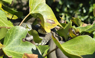 Zaskrońce z Trzcianki rozpoczęły okres godowy