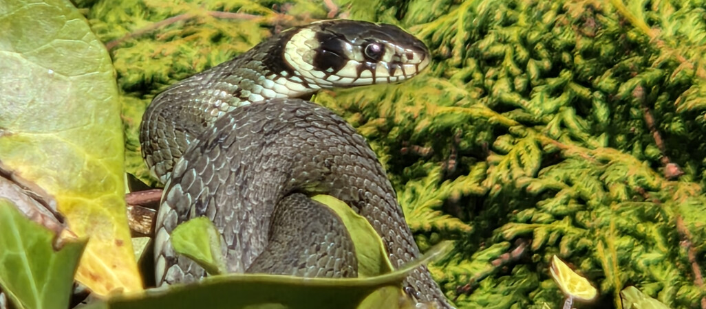 Zaskrońce z Trzcianki rozpoczęły okres godowy