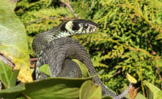 Zaskrońce z Trzcianki rozpoczęły okres godowy