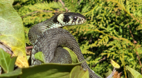 Zaskrońce z Trzcianki rozpoczęły okres godowy - grafika