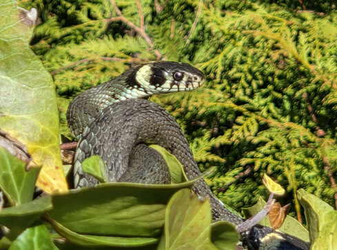 Zaskrońce z Trzcianki rozpoczęły okres godowy - grafika