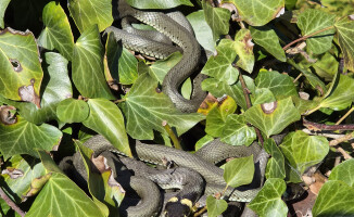 Zaskrońce z Trzcianki rozpoczęły okres godowy
