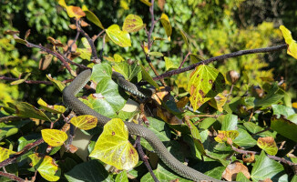 Zaskrońce z Trzcianki rozpoczęły okres godowy