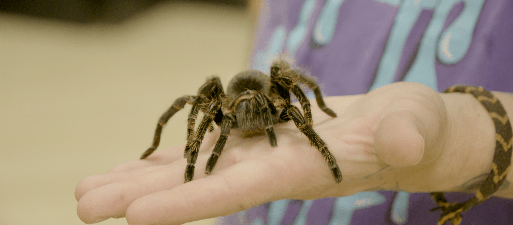 Pająki, skorpiony i skolopendry. Można je nawet potrzymać