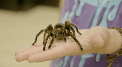 Pająki, skorpiony i skolopendry. Można je nawet potrzymać - grafika