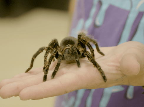 Pająki, skorpiony i skolopendry. Można je nawet potrzymać - grafika