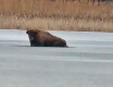 Żubr utknął na zamarzniętym jeziorze - grafika