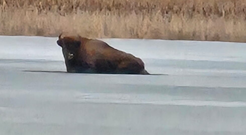 Żubr utknął na zamarzniętym jeziorze - grafika