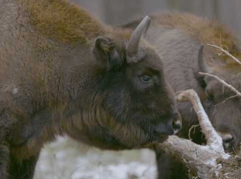 Nie dokarmiajmy dzikich zwierząt - apelują leśnicy - grafika