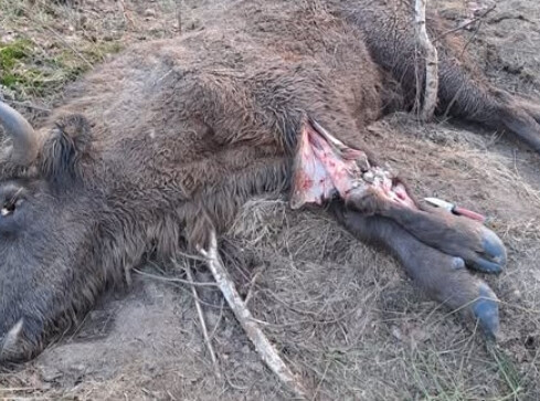 Postrzelony w nogę młody żubr umierał kilka... tygodni - grafika
