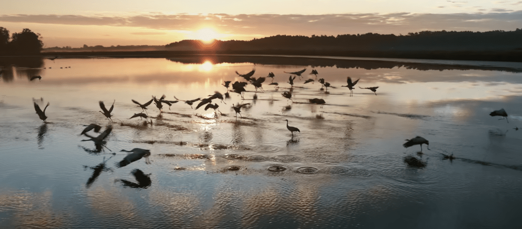 Dolina Noteci autostradą dla ptaków